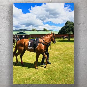Chestnut Racehorse in Paddock Before the Race Photo Download