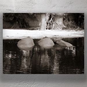 Serene Hippos in the Water Black and White Wildlife Photography Photo Download