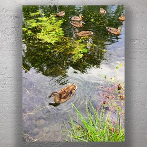 Serene Mallard Ducks Swimming in a Natural Pond Tranquil Wildlife Photography Photo Download