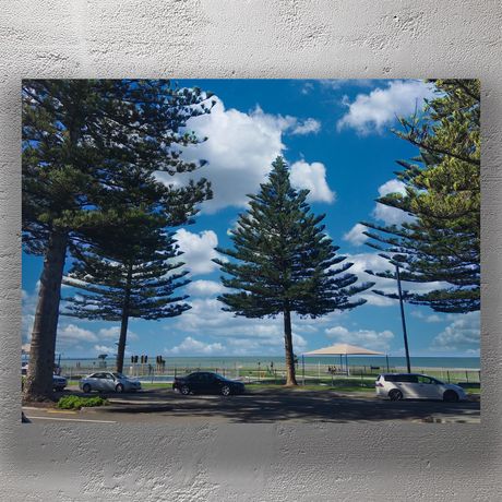 Coastal View of Marine Parade Napier with Norfolk Pines and Ocean Horizon Photo Download