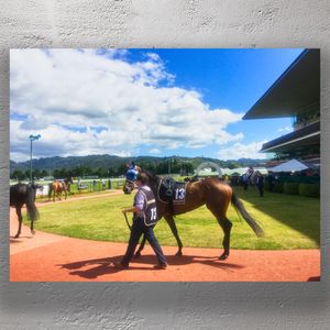 Race Day at Trentham Racecourse Horse Racing Action Photo Download
