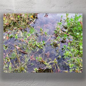Vibrant Aquatic Plants and Weeds in a Freshwater Pond Nature Macro Photography Photo Download