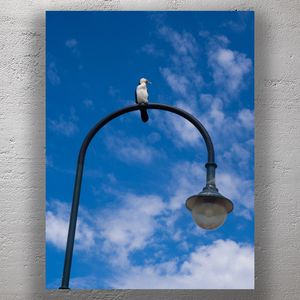 Majestic Kookaburra Perched on Street Light Against a Vibrant Blue Sky Photo Download