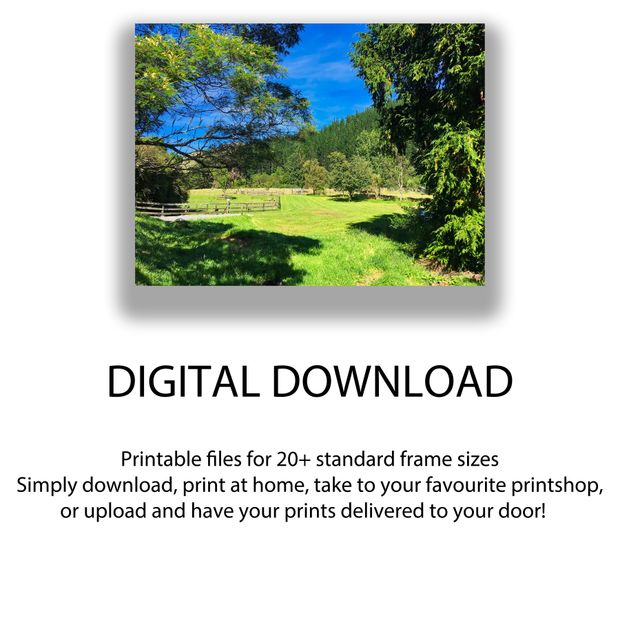 Sunny Rural Farm Landscape with Lush Green Fields in New Zealand Countryside Photo Download