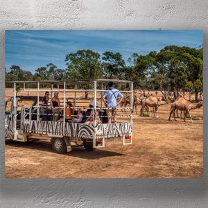 Wildlife Safari Adventure with Camels Guided Tour in Open-Air Truck Photo Download