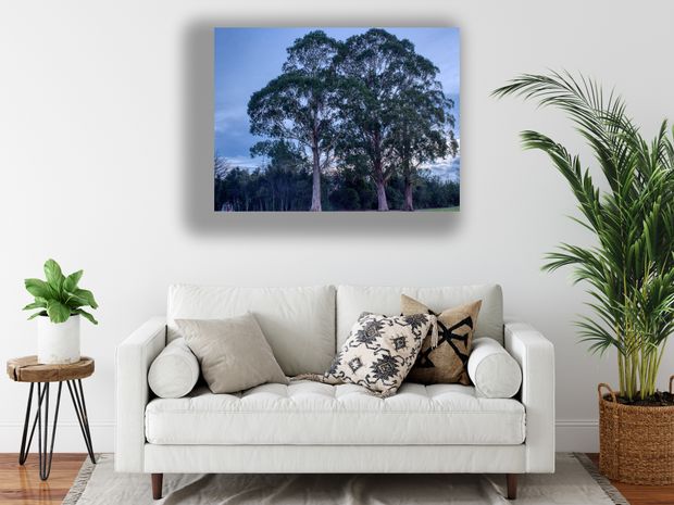 Twin Eucalyptus Trees at Dusk Serene Landscape Nature Photography Photo Download