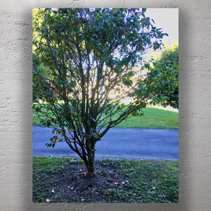 Vibrant Green Garden Tree in Suburban Setting Photo Download