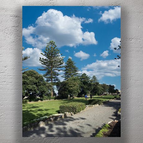 Scenic Park Pathway with Norfolk Pine Trees Under Blue Sky in Napier New Zealand Photo Download