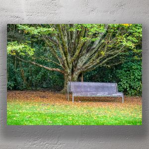 Peaceful Garden Bench Under Tree Canopy Tranquil Nature Scene for Relaxation Photo Download