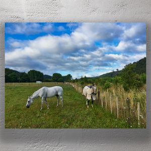Countryside with Grazing Horses Tranquil Rural Landscape Photography Photo Download