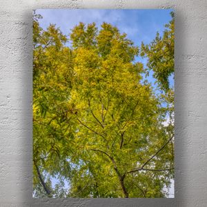 Golden Honey Locust Tree Canopy Against Blue Sky Early Autumn Foliage Photo Download