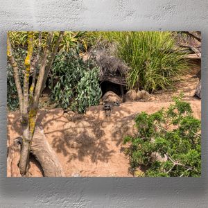 Adorable Meerkats Resting in a Natural Habitat Photo Download