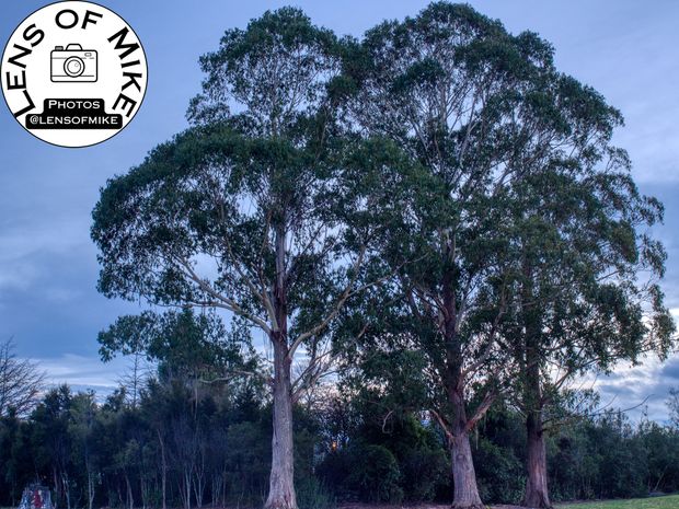 Twin Eucalyptus Trees at Dusk Serene Landscape Nature Photography Photo Download