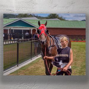 Racehorse and Handler at Trentham Racecourse Horse Racing Photography Photo Download