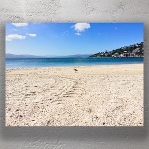 Tranquil Beach Day at Oriental Bay Wellington Coastal Landscape Photo Download