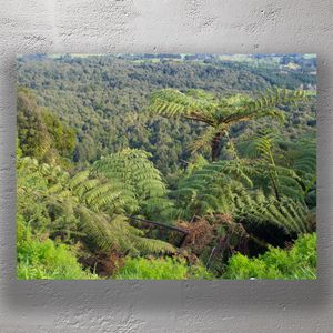 Lush New Zealand Landscape with Tree Ferns Scenic Native Bush Photo Download