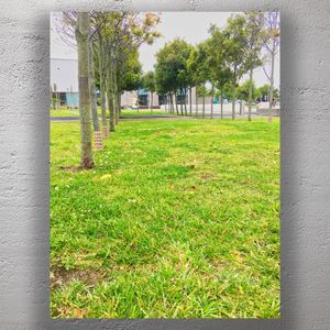 Vibrant Green Park with Trees and Open Space Urban Nature Photo Download