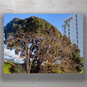 Urban Nature Contrast Leafless Tree Against Modern High-Rise Architecture Photo Download