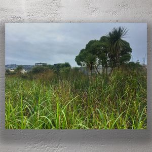 Urban Wetland Oasis with Native New Zealand Flax and Cabbage Trees Photo Download