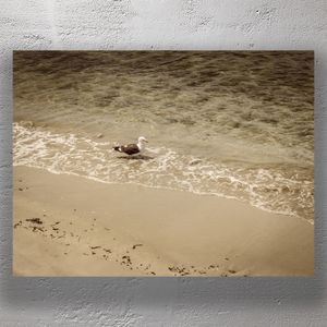 Seagull Strolling Along the Shoreline Tranquil Beach Scene with Ocean Waves Photo Download