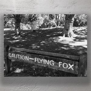 Caution Flying Fox Sign in a Park Vintage Black and White Photography Photo Download