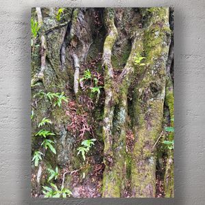 Moss-Covered Tree Roots and Ferns in Forest Nature Texture Photo Download