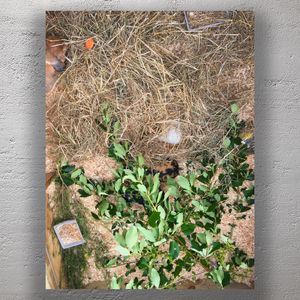 Cozy Rabbit Hutch with Guinea Pig Hay Nest, and Fresh Greens Photo Download
