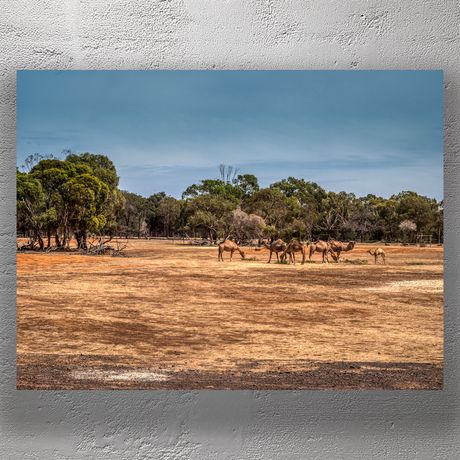 Camels Grazing in Open Range Safari Australian Outback Landscape