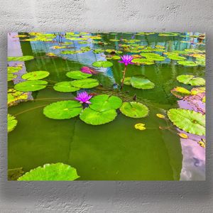 Vibrant Purple Water Lilies in a Serene Pond Photo Download