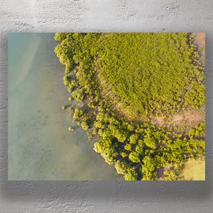 Aerial View of Coastal Mangrove Forest Meeting the Ocean Lush Greenery and Waters Photo Download