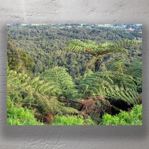 Lush New Zealand Landscape with Tree Ferns  Native Bush Photo Download