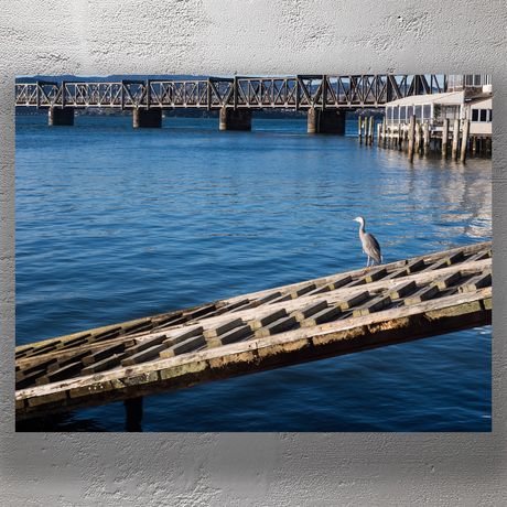 White-Faced Heron by Waterfront Pier with Bridge Coastal New Zealand Wildlife Photo Download