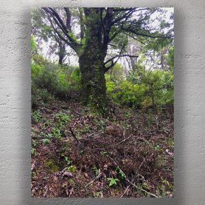 Ancient Mossy Tree in Lush Forest Serene Nature Landscape Photo Download