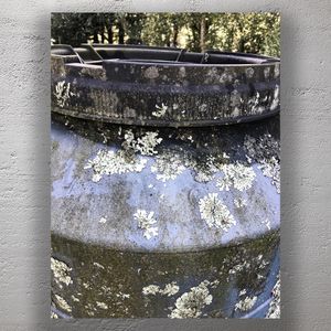 Close-Up of Moss and Lichen on Weathered Plastic Water Tank Photo Download