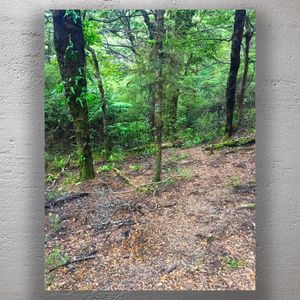 Lush Green Forest Floor with Mossy Trees and Leaf Litter Tranquil Nature Woodland Photo Download