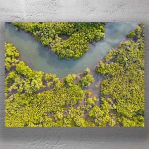 Aerial View of Lush Green Mangrove Wetlands and River Bend Photo Download