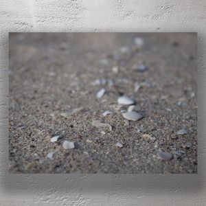 Close-Up of Seashell Fragments on Sandy Beach Photo Download