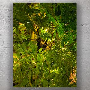 Enchanted Green Ferns with Warm Fairy Lights Photo Download