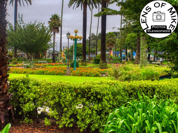 Clive Square Gardens Napier A Tranquil Oasis with Lush Greenery and Vibrant Flowers Photo Download