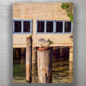 Coastal Heron on Weathered Pier Post with Waterfront Shack in Background Photo Download