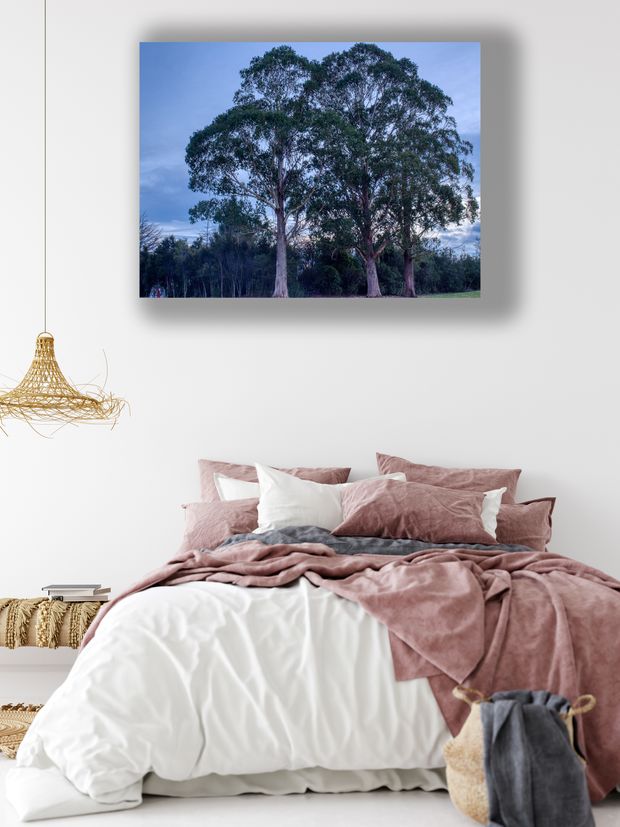 Twin Eucalyptus Trees at Dusk Serene Landscape Nature Photography Photo Download