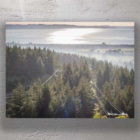 Redwood Forest with Scenic Lake View in Rotorua New Zealand Photo Download