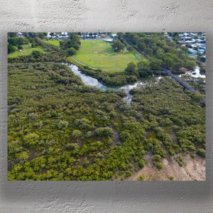 Aerial View of Lush Mangrove Forest and Coastal Wetlands Near Urban Park Landscape Photo Download