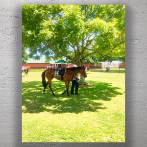Racehorse in the Paddock Pre-Race Parade at a Horse Racing Event Photo Download