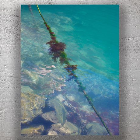 Submerged Mooring Rope with Seaweed in Clear Turquoise Water Photo Download