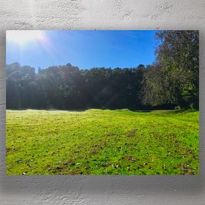 Sunlit Autumn Field with Morning Mist and Forest Background Photo Download