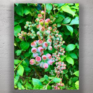 Unripe Blueberries on the Bush Vibrant Green Foliage and Fresh Growth Photo Download
