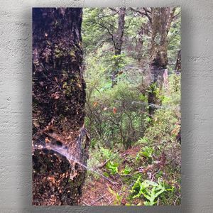 Forest with Spider Webs on Tree Trunks Nature Photography in Lush Woodland Photo Download