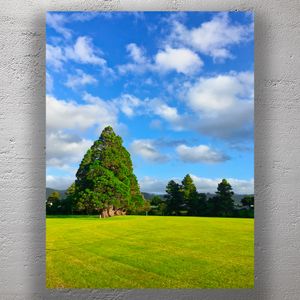Scenic Park Landscape with Vibrant Green Grass and Majestic Tree Row Under A Blue Sky Photo Download