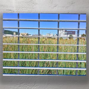 Urban Nature Contrast Lush Green Grasses Framed by Metal Fence with City Backdrop Photo Download
